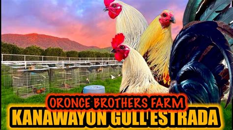 Oronce Brothers Gamefarm .